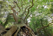 Il millenario platano di Curinga