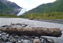 foresta ghiacciaio alaska