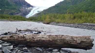 foresta ghiacciaio alaska