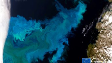 Oceani