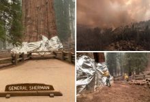 incendi sequoia