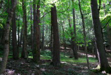 foreste