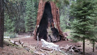 incendi sequoie California