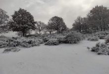 Neve