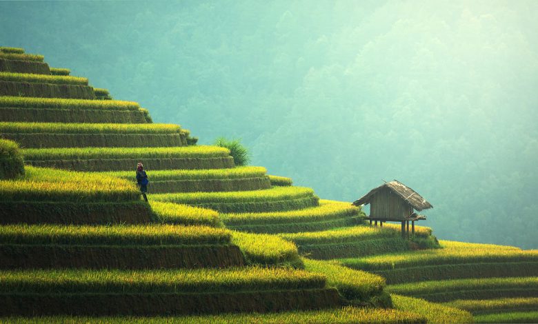 cop26 agricoltura