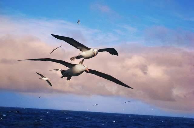 crisi climatica - albatros