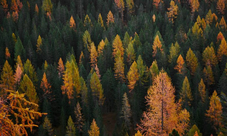 italia foreste deforestazione