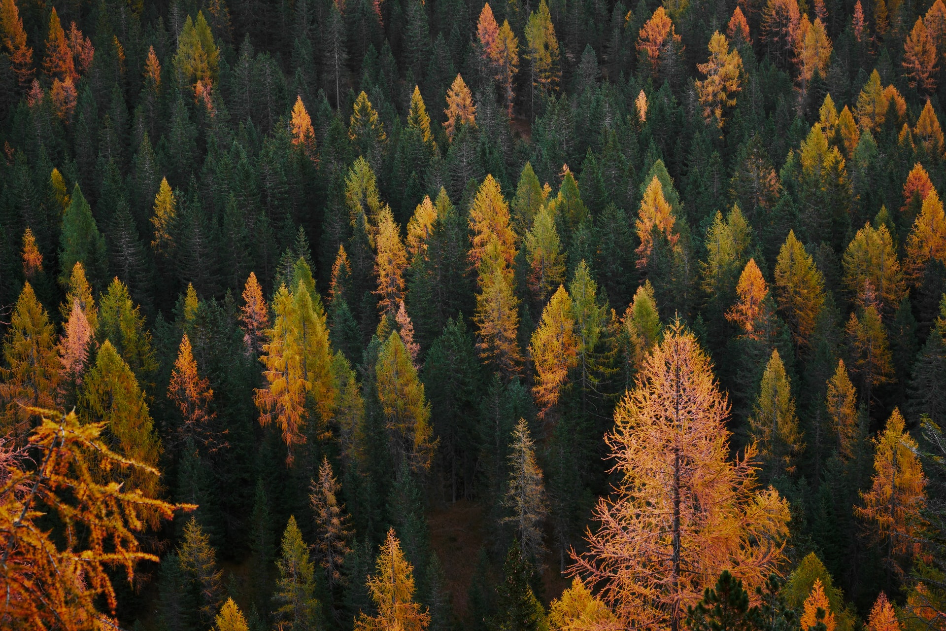 Deforestazione In Italia Dall inizio Dell anno Persa Un area Molto Pi 