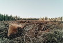 deforestazione