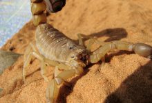 invasione scorpioni egitto