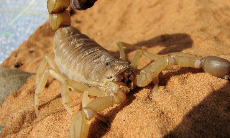 invasione scorpioni egitto