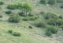Orso marsicano