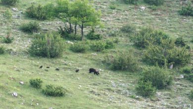 Orso marsicano