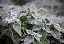 neve gelo agricoltura