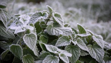 neve gelo agricoltura