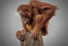 borneo orango indonesia capitale nusantara