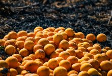 spreco alimentare