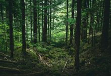 foreste