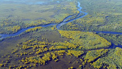 amazzonia deforestazione brasile