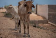 siccità africa
