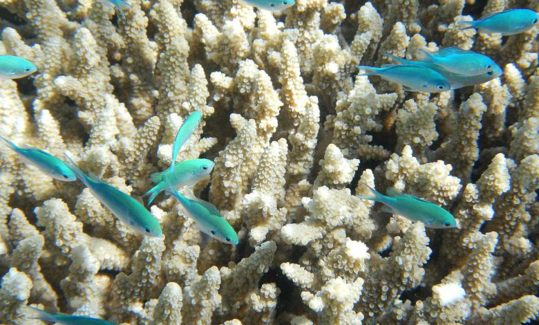 grande barriera corallina australia