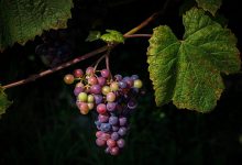 cambiamento climatico vino