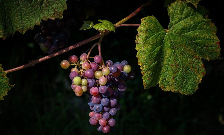 cambiamento climatico vino