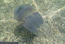 meduse trieste