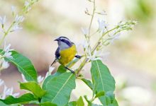 biodiversità