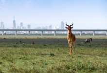biodiversità