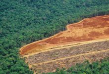 amazzonia deforestazione