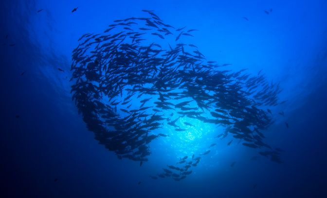 omega 3 pesci oceano clima salute