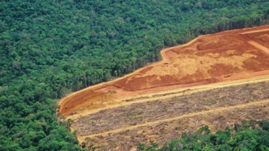 amazzonia deforestazione