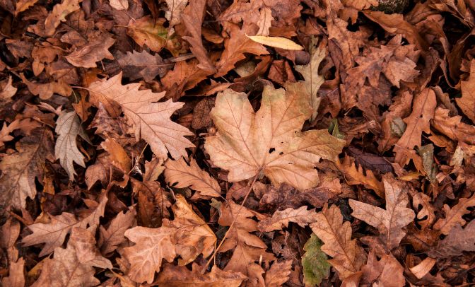 finto autunno siccità foglie secche