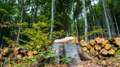 foreste deforestazione