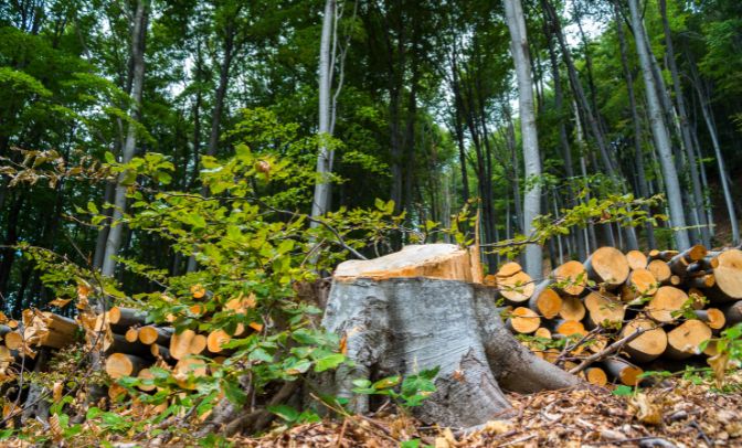 foreste deforestazione