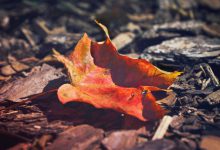 autunno inizio 2022