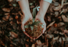soil ecology