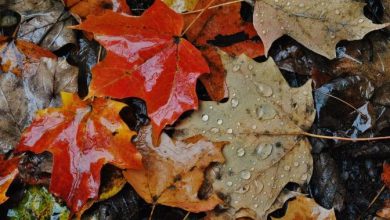 meteo novembre halloween