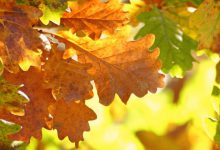 foliage foglie colore autunno 2022