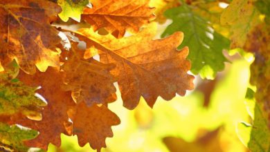 foliage foglie colore autunno 2022