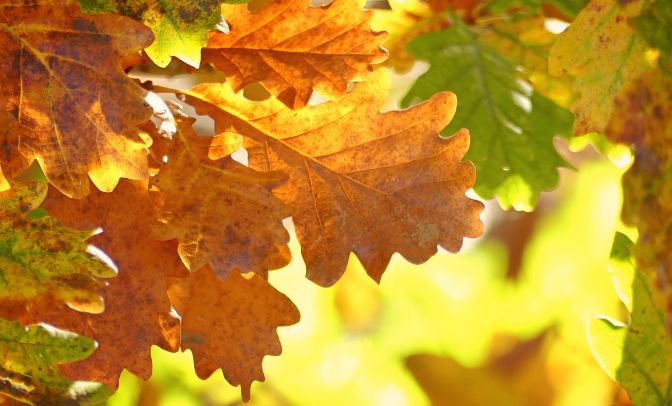 foliage foglie colore autunno 2022