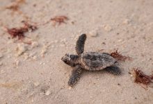 tartarughe caretta caretta