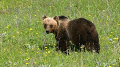 crimini natura WWF