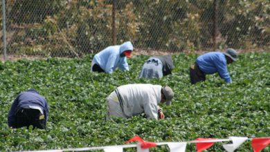 cibo costi FAO