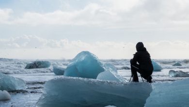 foto orso iceberg