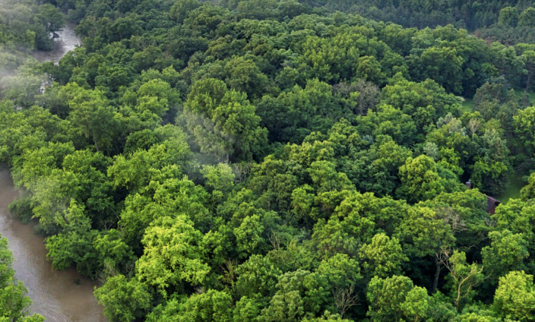 foresta amazzonica