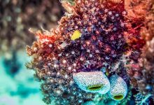 grande barriera corallina australia