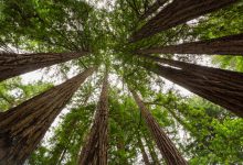 sequoie giganti