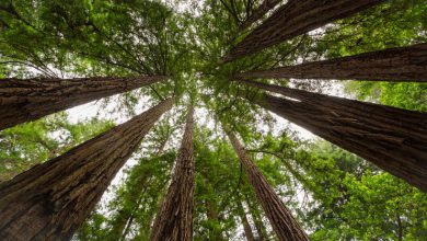 sequoie giganti